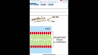 Biochemistry l lecture one part two l صيدلة آشور [upl. by Wilbert388]