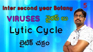 Lytic Cycle  లైటిక్ చక్రం  Multiplication of Bacteriophages  Viruses  Class 5 [upl. by Loreen436]