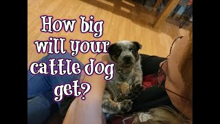 How big will your heeler puppy get [upl. by Ofloda]