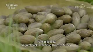 Chinese torreya the Hermes of nuts——中国香榧，坚果届的爱马仕 [upl. by Auqinihs]