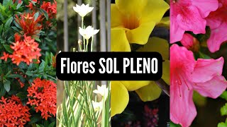 20 Flores de sol pleno [upl. by Wenona]