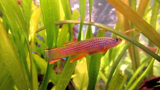 killifish Aphyosemion striatum [upl. by Arlen746]