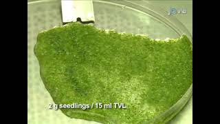 Protoplast Isolation from 14dayold Arabidopsis thaliana Seedling Tissues [upl. by Nwahs]