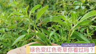 这种怪植物水丁香你看过吗  Benefits Of Ludwigia octovalvis [upl. by Lenox]