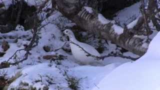 Rypejakt Ripjakt Ptarmigan Hunting Grouse Hunting In Norway [upl. by Charlton]