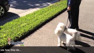 Two Bichons on WaggWalkers  Dog Training of Fort Myers  Patrick Logue [upl. by Yespmed]