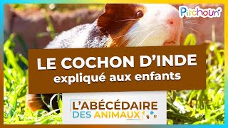 A la découverte du Cochon d’Inde  lAbécédaire des Animaux [upl. by Welcy300]