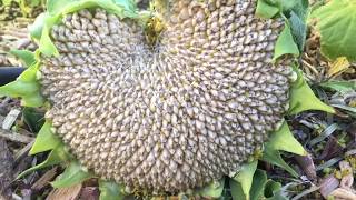 When and How to Harvest Sunflower Seed Heads [upl. by Nairadas]