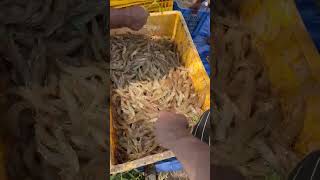 vannamei 🦐🦐🦐 shrimp culture [upl. by Lorianna818]