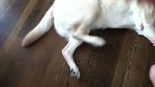 HOW TO GET YOUR DOGS TICKLE SPOT [upl. by Edmunda]