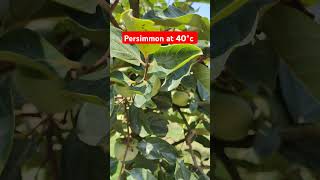 Persimmon plants available 9816757642 9817894810 appleberfarming persimmonfruit persimmon farmin [upl. by Ainollopa]