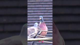 Wood Pigeon Fledgling Wants Fed But Gets Snubbed  Balcony Bird Table [upl. by Mroz270]