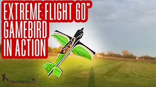 Extreme Flight 60quot Gamebird at LAC Ed [upl. by Anrev]