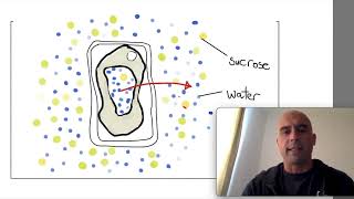 32 8Plasmolysis in under two minutes [upl. by Joycelin]