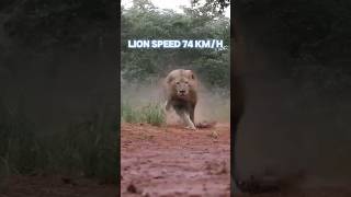 Cheetah vs Lion The Battle for Speedtrending animals viralvideoyoutubeshorts cheetah lion [upl. by Irena]