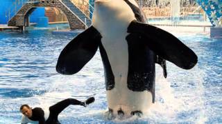 Captivity vs Wild Killer Whales [upl. by Valonia]