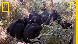 Chimps quotMournquot Nineyearolds Death  National Geographic [upl. by Annyrb]