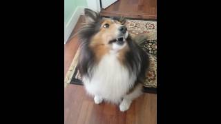 Talking Sheltie [upl. by Marden]