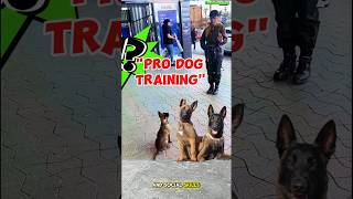 ✅quotPro dog trainingquot dog belgianmalinoisdog dogbreed belgiummalinois trainingdog [upl. by Martie]