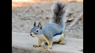 DOUGLAS SQUIRREL munching on what looks like a hazelnut [upl. by Mur]