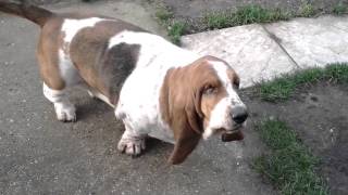 Basset hound Funny morning stretch [upl. by Enirehtacyram]