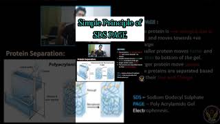 SDS PAGE Principle simple explanation  Protein  Tamil  Microbiology  ThiNK Biology [upl. by Geirk]