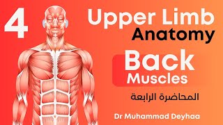 Upper limb Anatomy  lec 4  Back Muscles  د محمد ضياء [upl. by Greenes811]