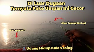 Hari ini udang hidup kalah saing dengan umpan ini MANCING DI MUARA BARU muarabaru [upl. by Mordy]