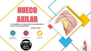 Anatomía  Fosa Axilar Paredes Contenido Linfáticos Axilares [upl. by Polish]