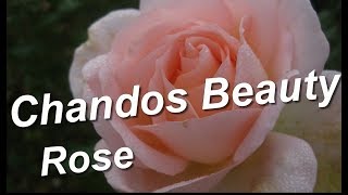 Chandos Beauty Rose [upl. by Ila]