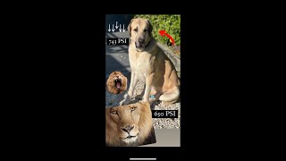 Aksaray Malakli dog breed has stronger jaw PSI than a LION [upl. by Ttihw]