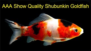 AAA Show Quality Shubunkin Goldfish FRY get a bigger tank [upl. by Vinny]