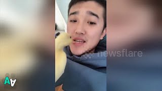 Duckling Wont Stop Brushing Owners Teeth [upl. by Eceryt]