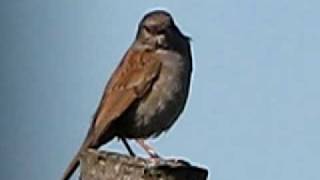 Birds of Britain UK  Dunnock singing in Spring ♪♫ May 2009 ♪♫ [upl. by Hgielrebma15]