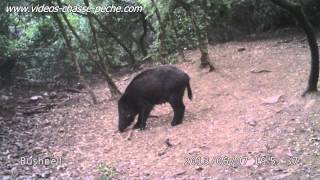 Marcassins à lentrainement  Bushnell Trophy Cam HD 119467 [upl. by Rephotsirhc207]