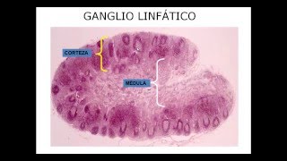 Histología de los órganos linfáticos [upl. by Zined]