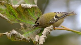 Goldcrest Bird Call Bird Song [upl. by Pufahl]