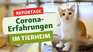 Droht den Tierheimen jetzt die Überfüllung Die Lage der Tierheime während Corona  Reportage [upl. by Proctor]