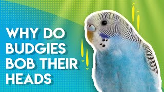 Why do Budgies BOB their Heads [upl. by Sabba199]