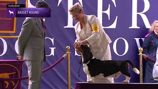 Basset Hounds  Breed Judging 2024 [upl. by Euginom897]