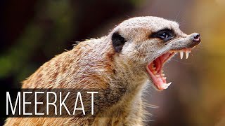 MEERKAT — Fearless and Aggressive relative of the Mongoose [upl. by Dehsar801]