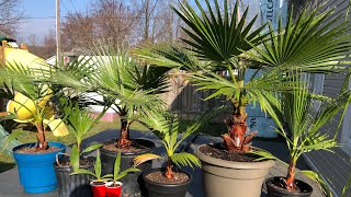 How to grow Washingtonia robusta part 1715 months update [upl. by Letnom]