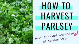 How to Harvest Parsley for Abundant Yields [upl. by Leuams]