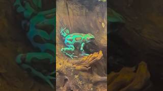 greenandblack dart frog Dendrobates auratus [upl. by Saberio]