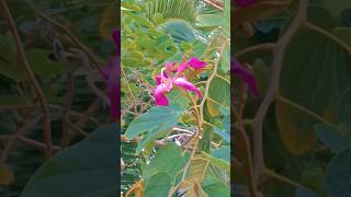 Kachnar  Butterfly Tree  Bauhinia purpurea  Orchid Tree [upl. by Chor876]