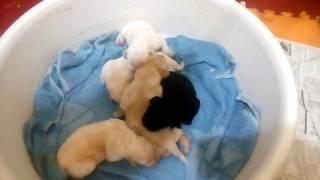 Puppies crying 4days old Labrador [upl. by Nylsej]