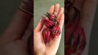 Roselle plant a species of hibiscus  અંબાડી herbal rossele viralshort nature shorts [upl. by Shantee998]