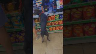 Dog shopping dog video doglover funny [upl. by Auhsaj752]