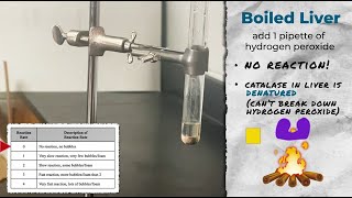 Catalase Reactions Measuring Enzymatic Rates [upl. by Sedruol]