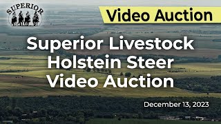 Superior Livestock Holstein Steer Video Auction [upl. by Kalagher41]